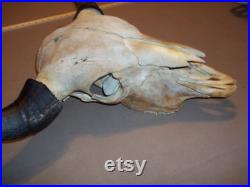 Véritable animal Buffalo bison crâne taxidermie tête squelette os corne pièce mont homme cave affichage