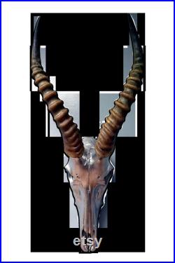 Véritable antilope crâne Blesbok crâne cerf crâne animal crâne peint argent