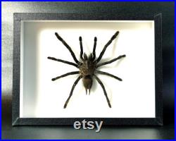 Véritable araignée naturalisée sous cadre entomologique Mygale Cyriopagopus minax (Insecte, entomologie, taxidermie, curiosité)