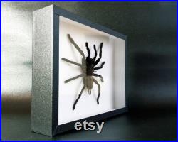 Véritable araignée naturalisée sous cadre entomologique Mygale Cyriopagopus minax (Insecte, entomologie, taxidermie, curiosité) Véritable araignée naturalisée sous cadre entomologique Mygale Cyriopagopus minax (Insecte, entomologie, taxidermie, curiosité)