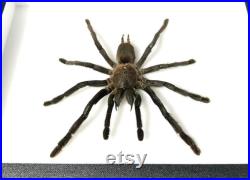 Véritable araignée naturalisée sous cadre entomologique Mygale Cyriopagopus minax (Insecte, entomologie, taxidermie, curiosité)