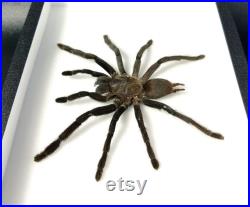 Véritable araignée naturalisée sous cadre entomologique Mygale Cyriopagopus minax (Insecte, entomologie, taxidermie, curiosité)