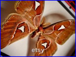 Véritable cadre entomologique papillon Attacus Atlas mâle illustré à l aquarelle Taxidermie