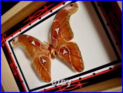 Véritable cadre entomologique papillon Attacus Atlas mâle illustré à l aquarelle Taxidermie