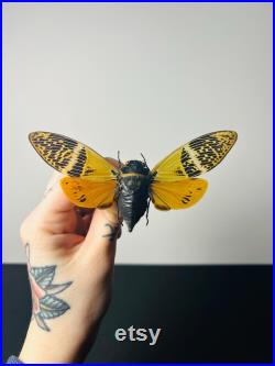 Véritable cigale Angamiana Floridula Thaïlande pour taxidermie entomologie et curiosités