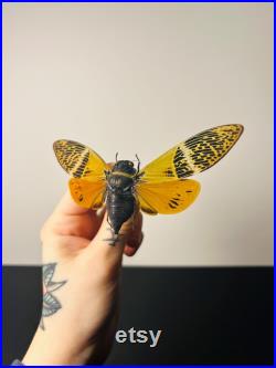 Véritable cigale Angamiana Floridula Thaïlande pour taxidermie entomologie et curiosités