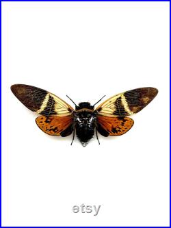 Véritable cigale Angamiana Floridula Thaïlande pour taxidermie entomologie et curiosités