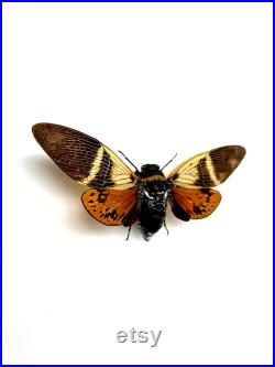 Véritable cigale Angamiana Floridula Thaïlande pour taxidermie entomologie et curiosités