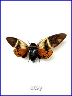 Véritable cigale Angamiana Floridula Thaïlande pour taxidermie entomologie et curiosités