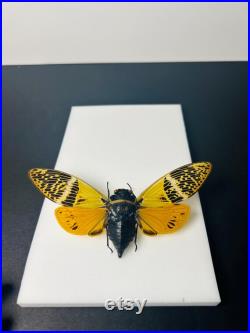 Véritable cigale Angamiana Floridula Thaïlande pour taxidermie entomologie et curiosités