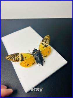 Véritable cigale Angamiana Floridula Thaïlande pour taxidermie entomologie et curiosités