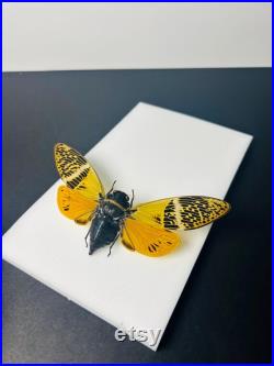 Véritable cigale Angamiana Floridula Thaïlande pour taxidermie entomologie et curiosités