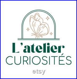 Véritable cigale Angamiana Floridula Thaïlande pour taxidermie entomologie et curiosités