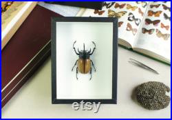 Véritable coléoptère naturalisé Eupatorus gracilicornis (insectes, entomologie, taxidermie) Véritable coléoptère naturalisé Eupatorus gracilicornis (insectes, entomologie, taxidermie)
