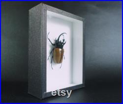 Véritable coléoptère naturalisé Eupatorus gracilicornis (insectes, entomologie, taxidermie) Véritable coléoptère naturalisé Eupatorus gracilicornis (insectes, entomologie, taxidermie)