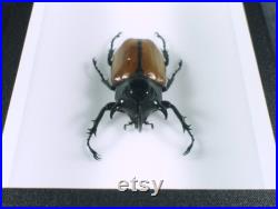 Véritable coléoptère naturalisé Eupatorus gracilicornis (insectes, entomologie, taxidermie) Véritable coléoptère naturalisé Eupatorus gracilicornis (insectes, entomologie, taxidermie)