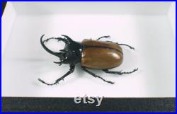 Véritable coléoptère naturalisé Eupatorus gracilicornis (insectes, entomologie, taxidermie) Véritable coléoptère naturalisé Eupatorus gracilicornis (insectes, entomologie, taxidermie)