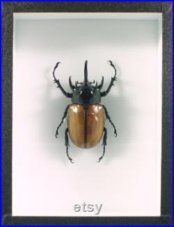 Véritable coléoptère naturalisé Eupatorus gracilicornis (insectes, entomologie, taxidermie) Véritable coléoptère naturalisé Eupatorus gracilicornis (insectes, entomologie, taxidermie)