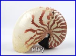 Véritable coquillage Nautilus pompilius, Specimen vintage de coquillage marin Nautile, Grand coquillage tigré de collection,Curiosité marine