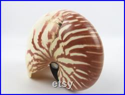 Véritable coquillage Nautilus pompilius, Specimen vintage de coquillage marin Nautile, Grand coquillage tigré de collection,Curiosité marine