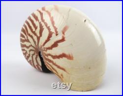 Véritable coquillage Nautilus pompilius, Specimen vintage de coquillage marin Nautile, Grand coquillage tigré de collection,Curiosité marine