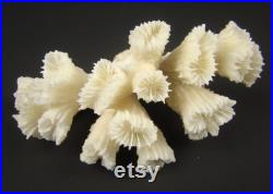 Véritable corail de mer naturel, Branche de corail blanc, Bloc de corail marin, Specimen de corail fossilisé, Corail naturalisé vintage