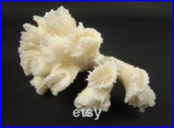Véritable corail de mer naturel, Branche de corail blanc, Bloc de corail marin, Specimen de corail fossilisé, Corail naturalisé vintage