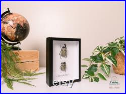 Véritable couple de coléoptères Dynaste De Grant sous cadre naturalisés pour décoration intérieur Entomologie, décoration
