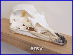 Véritable crâne d autruche vrai crâne d autruche Struthio camelus. Taxidermie