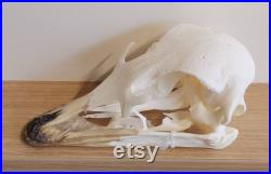 Véritable crâne d autruche vrai crâne d autruche Struthio camelus. Taxidermie