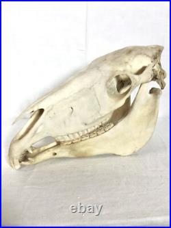 Véritable crâne de cheval Adulte, Cabinet De Curiosité, Trophée Taxidermie