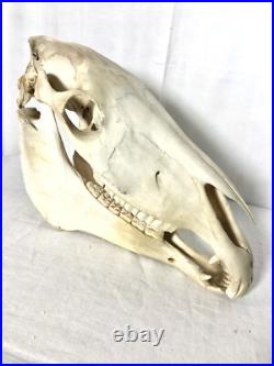 Véritable crâne de cheval Adulte, Cabinet De Curiosité, Trophée Taxidermie