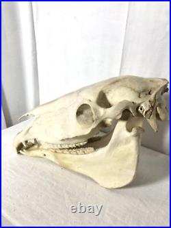 Véritable crâne de cheval Adulte, Cabinet De Curiosité, Trophée Taxidermie