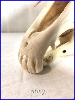 Véritable crâne de cheval Adulte, Cabinet De Curiosité, Trophée Taxidermie