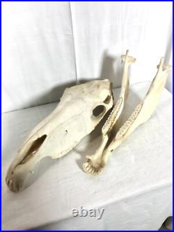 Véritable crâne de cheval Adulte, Cabinet De Curiosité, Trophée Taxidermie