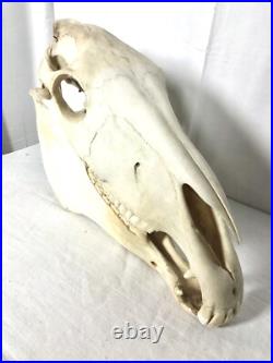Véritable crâne de cheval Adulte, Cabinet De Curiosité, Trophée Taxidermie