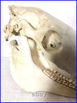 Véritable crâne de cheval Adulte, Cabinet De Curiosité, Trophée Taxidermie