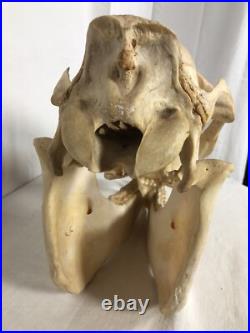 Véritable crâne de cheval Adulte, Cabinet De Curiosité, Trophée Taxidermie