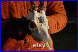 Véritable crâne de chevreuil avec cabochon de labradorite ORNEMENTS uniques sculpture de crâne meilleur cadeau Roe Buck crâne gravé décoration intérieure