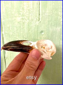 Véritable crâne de corbeau (Corvus corax) véritable spécimen de taxidermie.