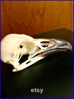 Véritable crâne de corbeau (Corvus corax) véritable spécimen de taxidermie.