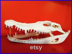 Véritable crâne de crocodile