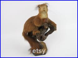 Véritable écureuil naturalisé, Écureuil empaillé monté sur branche en bois, Taxidermie écureuil roux, Cabinet de curiosités