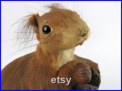 Véritable écureuil naturalisé, Écureuil empaillé monté sur branche en bois, Taxidermie écureuil roux, Cabinet de curiosités