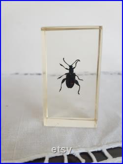 Véritable insecte en inclusion de résine , taxidermie , cabinet de curiosités