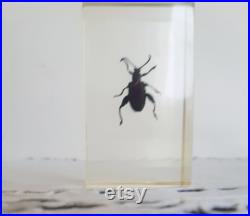 Véritable insecte en inclusion de résine , taxidermie , cabinet de curiosités