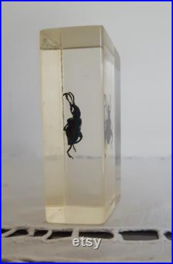Véritable insecte en inclusion de résine , taxidermie , cabinet de curiosités
