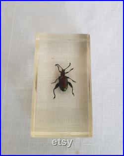 Véritable insecte en inclusion de résine , taxidermie , cabinet de curiosités