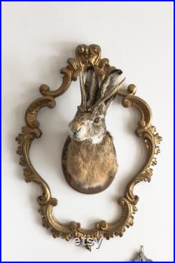 Véritable monture de taxidermie Jackalope tête de lapin avec cornes pour une décoration intérieure alternative