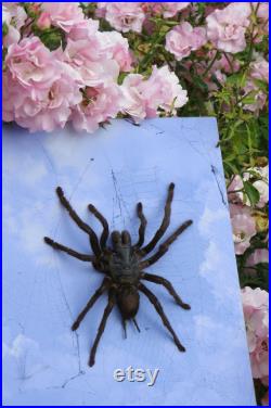 Véritable mygale haplopelma minax sur fond pastel et véritables toiles d'araignée -dark oddies, goth, cabinet de curiosités